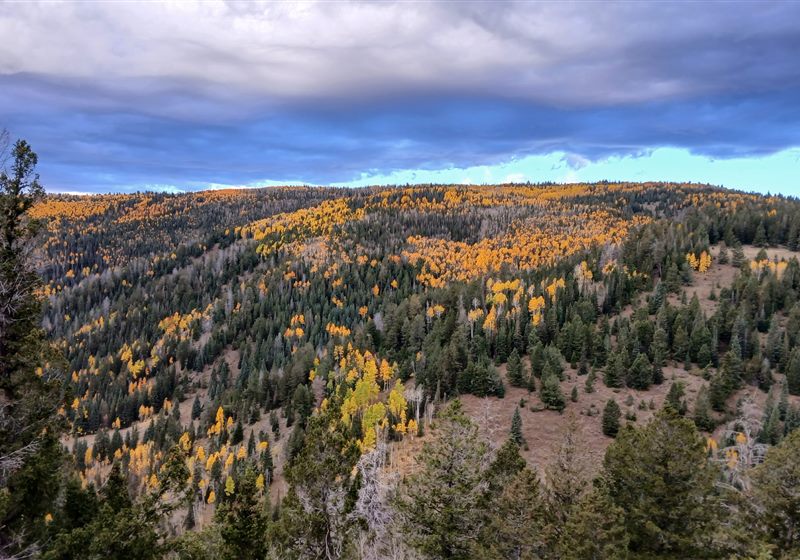 Golden aspens on a Utah hillside